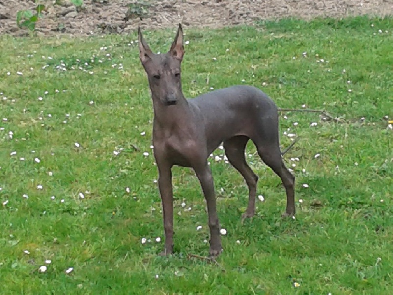 Publication : Amor Del Peruanos Auteur : Laurence TOCK