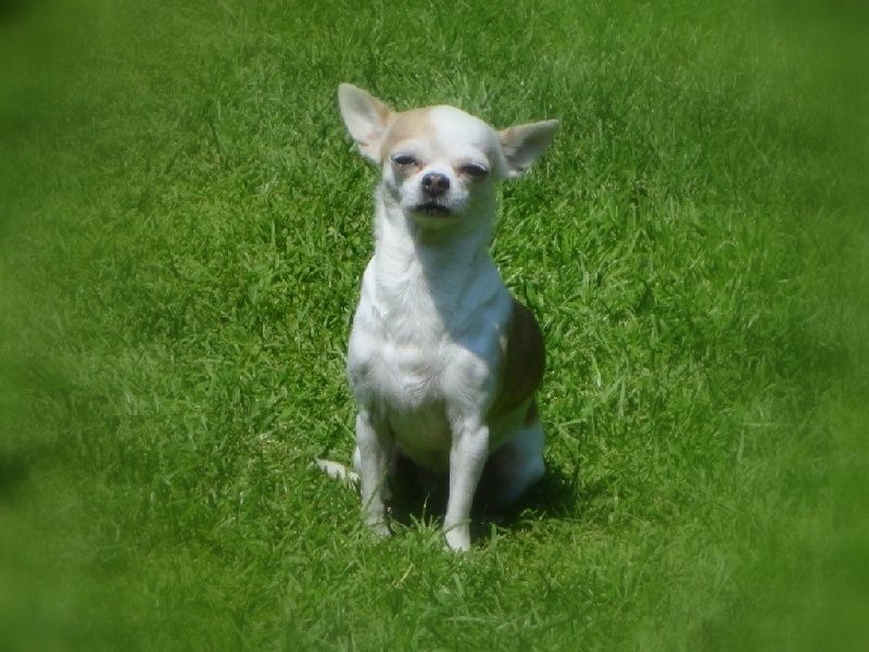 Schroeder's Enza love