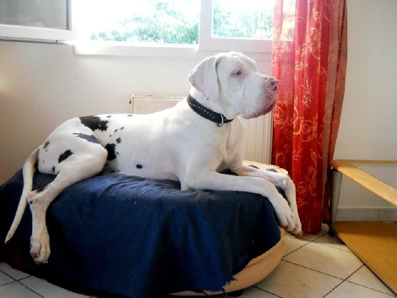 Gretta du domaine de Gauvin