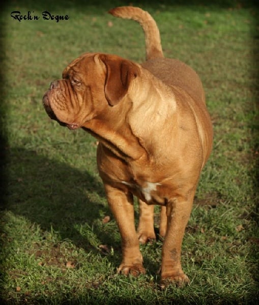 Fashion victim Rock'n Dogue