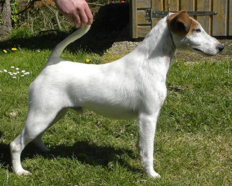 Publication : Frenchfox 