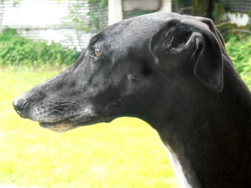 Publication : Del Sayad El Gazel 