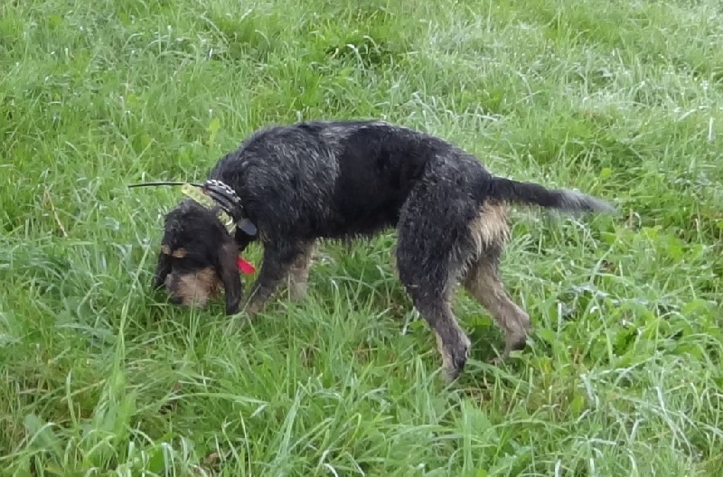 Horphe De Goute Agude