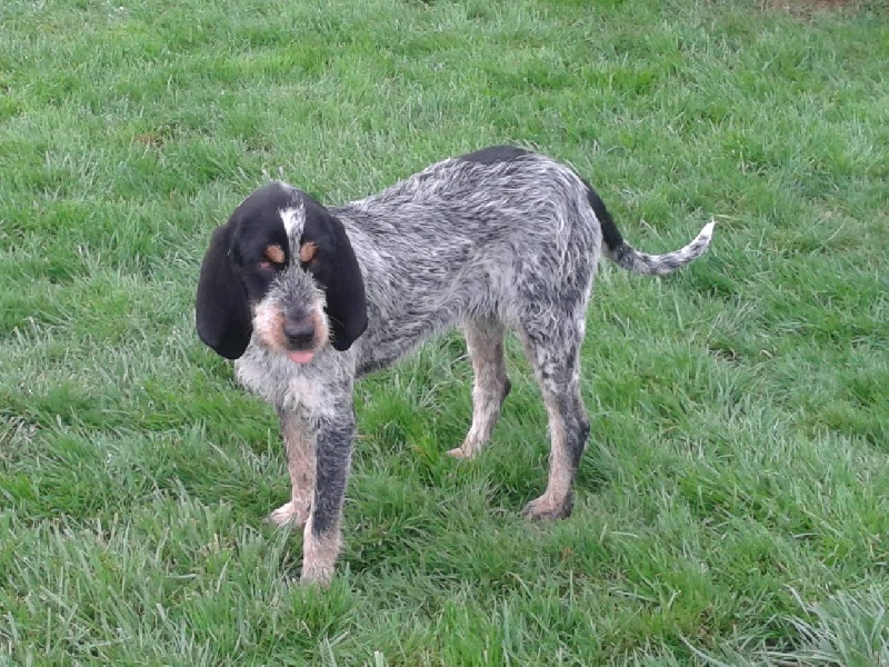 Publication : Des Hurleurs Du Perigord 