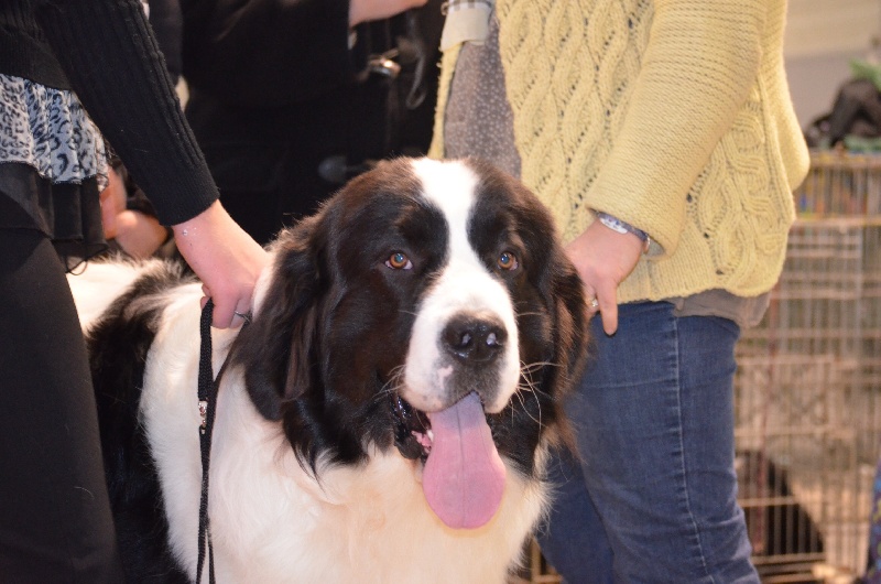 Publication : Des Elfes Du Paradis D'elyot Auteur : Véronique village