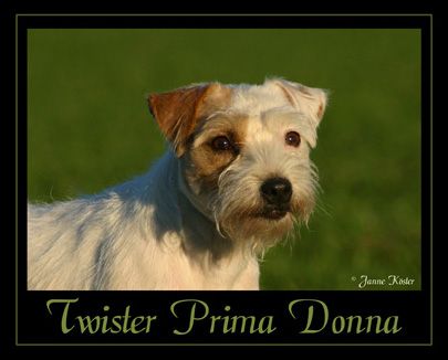 twister Prima donna