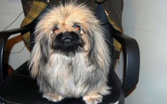 Publication : De La Sagesse Du Yin Yang 