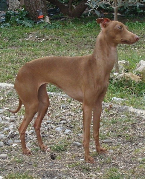 Geïsha De L'éclipse D'orient