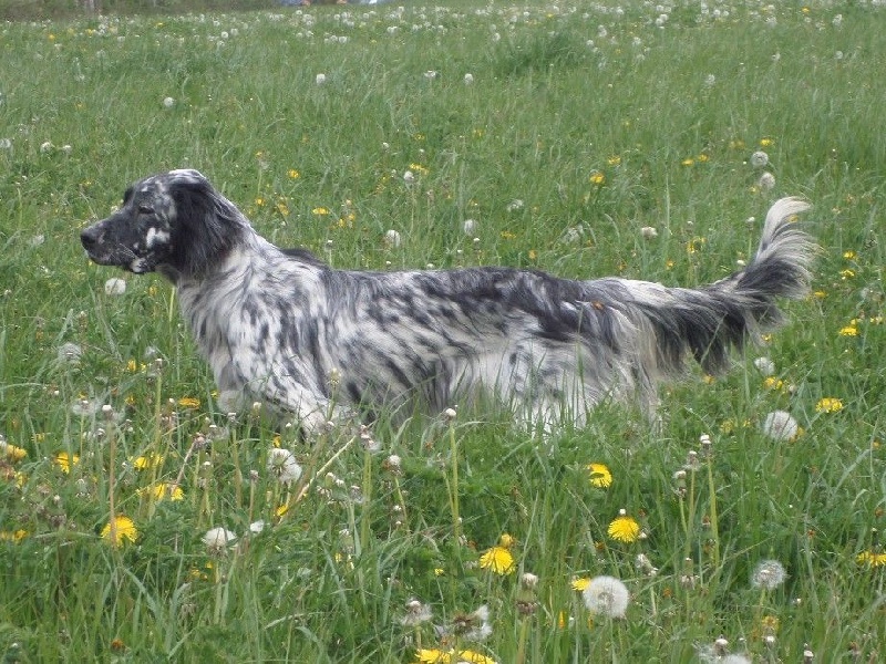 Publication : Du Long Bec D'enchanet