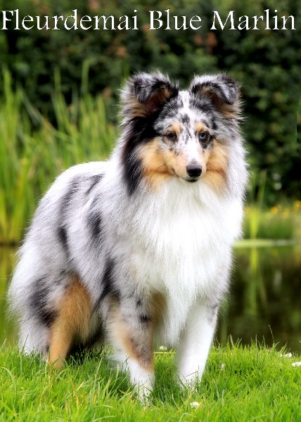 Publication : Fleurdemai Auteur : Dale Fitzwater