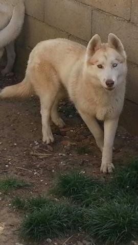 Giboulée de neige of Arctic Glance