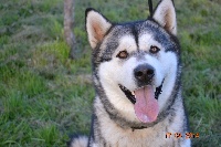 Étalon Alaskan Malamute - Harwen My Seal Grey Akiyutoq's