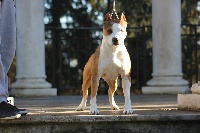 Étalon American Staffordshire Terrier - CH. scrky's Rhapsody