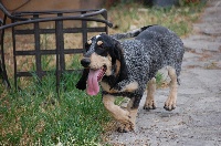 Étalon Basset bleu de Gascogne - Ina du Bois de Doly