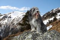 Étalon Bearded Collie - a'brambledale Black bob