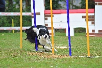Étalon Border Collie - Expresso Des hauts de malforêt