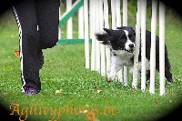 Étalon Border Collie - Histoire de la colline aux marmottes