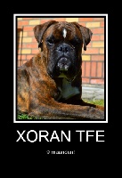 Étalon Boxer - Xoran the fifth element