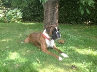 Étalon Boxer - Hortense Du puits calin