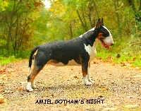 Étalon Bull Terrier - Amjel Gotham's night