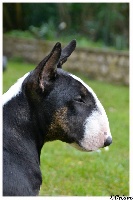 Étalon Bull Terrier - Amjel It's all about time