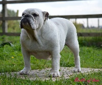 Étalon Bulldog Anglais - gongarbulls Lorreine