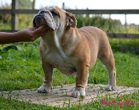 Étalon Bulldog Anglais - bull's of love My new style