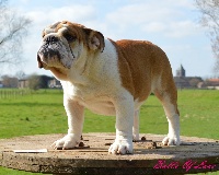 Étalon Bulldog Anglais - bull's of love Marguada