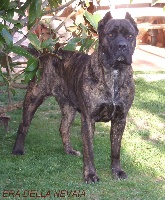 Étalon Cane Corso - Era della nevaia