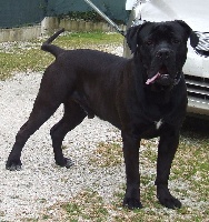 Étalon Cane Corso - Ettore (Sans Affixe)