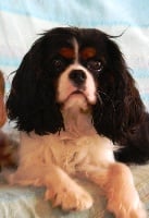 Étalon Cavalier King Charles Spaniel - Piper noelle charming girl (Sans Affixe)