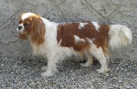 Étalon Cavalier King Charles Spaniel - Milcham Hippy's queen