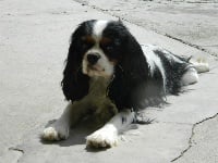 Étalon Cavalier King Charles Spaniel - Yuma yuman (Sans Affixe)