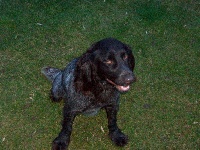 Étalon Chien d'Oysel allemand - Iness des monts d'argonne