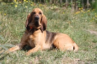 Étalon Chien de Saint-Hubert - Fanfare du chateau de Saint Louis