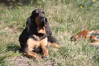 Étalon Chien de Saint-Hubert - Gloire du chateau de Saint Louis