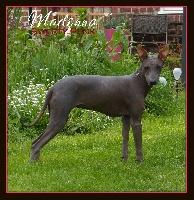 Étalon Chien nu du Perou - CH. Madonna Sweety Punk