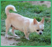 Étalon Chihuahua - Ermine de la Voie des Péniches