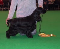 Étalon Cocker Spaniel Anglais - Gloria Du clos des flamboyants