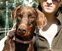 Étalon Dobermann - Gucci love Di Derkomaï