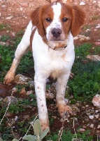 Étalon Epagneul Breton - Ioda (Sans Affixe)