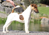 Étalon Fox Terrier Poil lisse - Belfox Max
