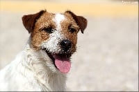 Étalon Jack Russell Terrier - CH. Terra Dumbis Hugh hefner