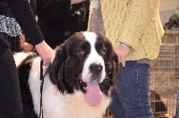 Étalon Landseer type continental europeen - CH. Fayrhios domaine de val kurlande