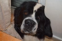 Étalon Landseer type continental europeen - Fayrhis dit fragan domaine de val kurlande