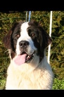 Étalon Landseer type continental europeen - Hobby domaine de val kurlande