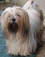 Étalon Lhassa Apso - Ekajati lhakpa De la garde adhemar