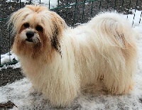 Étalon Lhassa Apso - Gandhiobh De la garde adhemar