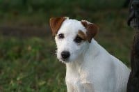 Étalon Parson Russell Terrier - Iota de la Colline aux Sangliers