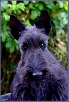 Étalon Scottish Terrier - Gringo du moulin de poëlay